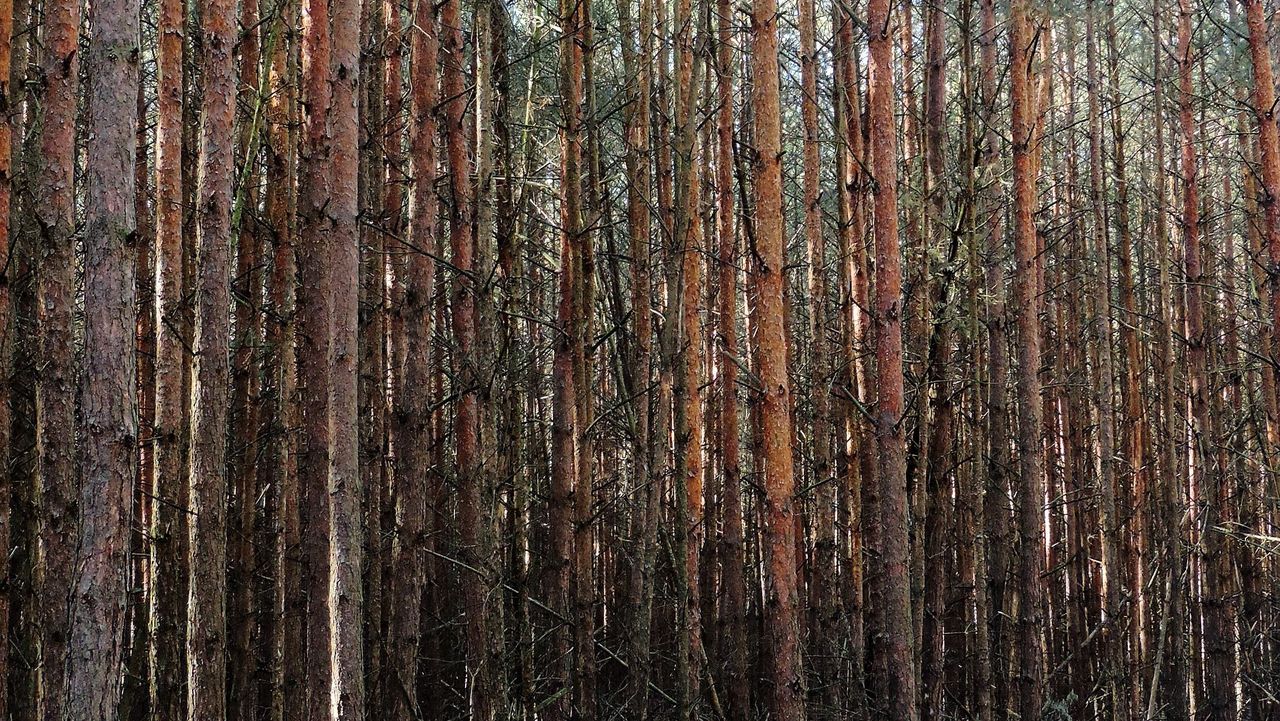 Etwa 40-jähriger Kiefern-Bestand im Stiftungswald